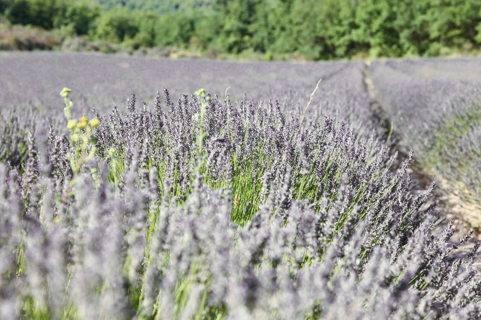 南フランスはセージ、ラベンダーなどが有名ですが、メディカルアロマが代替医療の主でもあるように、ハーブ全般の栽培がとりわけ盛んな地域です。夏から秋にかけては地域全体から香りを発しているかのように心地よい芳香に包まれます。